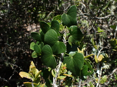 Dioscorea sylvatica