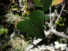 Dioscorea sylvatica