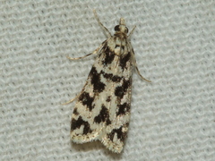 Scoparia axiolecta