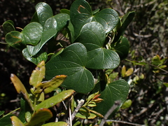 Dioscorea sylvatica