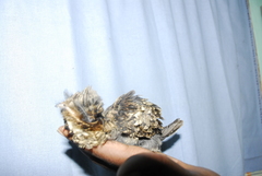 Caprimulgus atripennis