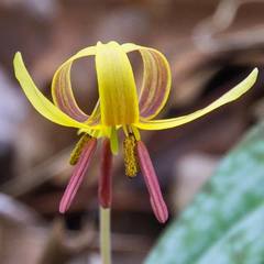 Erythronium umbilicatum