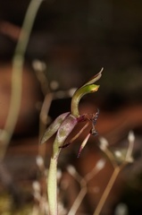 Chiloglottis reflexa