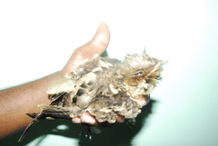 Caprimulgus atripennis