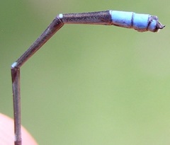 Acanthagrion chararum
