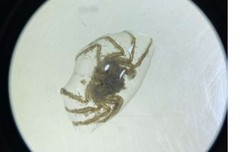 Halicarcinus