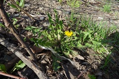 Taraxacum officinale