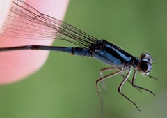 Acanthagrion chararum