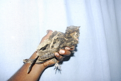 Caprimulgus atripennis