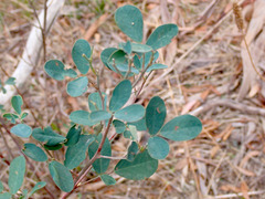 Goodia medicaginea