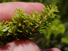 Agathosma stenopetala