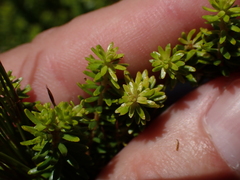 Agathosma stenopetala