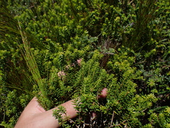 Agathosma stenopetala