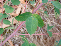 Goodia medicaginea