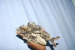 Caprimulgus atripennis