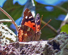 Vanessa tameamea