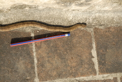 Oligodon taeniolatus