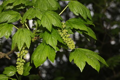Acer pseudoplatanus