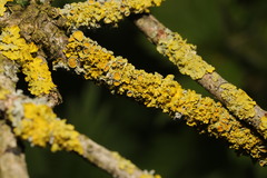 Xanthoria parietina