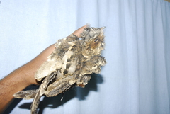 Caprimulgus atripennis