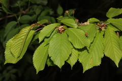 Prunus avium