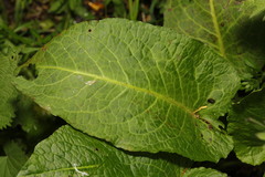 Rumex obtusifolius