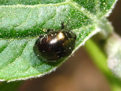 Oomorphoides