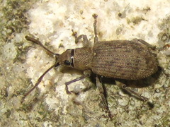 Nothomyllocerus illitus