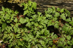 Geranium robertianum