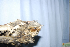 Caprimulgus atripennis