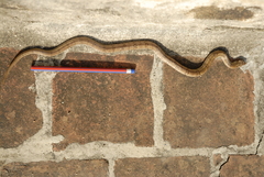 Oligodon taeniolatus