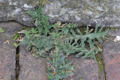 Cirsium vulgare