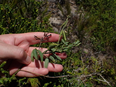 Indigofera sinusalgoae