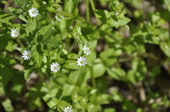 Stellaria neglecta