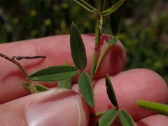 Indigofera sinusalgoae