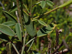 Indigofera sinusalgoae