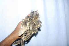 Caprimulgus atripennis