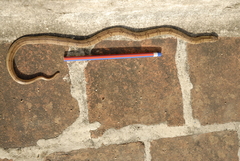 Oligodon taeniolatus