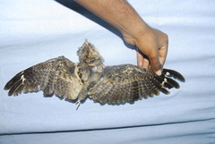 Caprimulgus atripennis