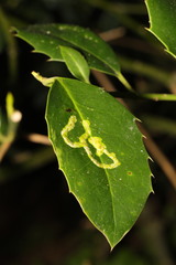 Phytomyza ilicis