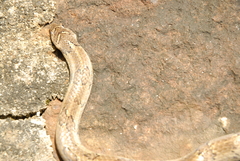 Oligodon taeniolatus