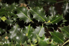 Ilex aquifolium