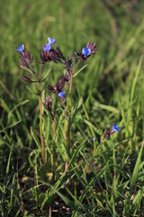 Anchusa thessala