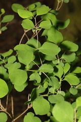 Symphoricarpos albus