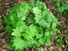 Ainsliaea acerifolia