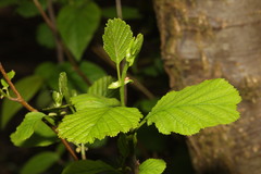 Alnus glutinosa