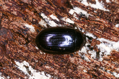 Platydema violacea