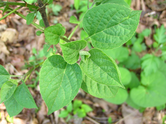 Clerodendrum trichotomum