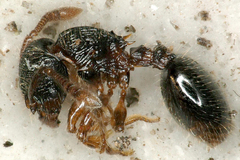 Myrmecina graminicola
