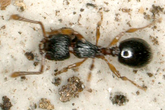 Myrmecina graminicola